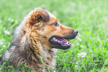 Portrait of shaggy brown dog in profile on green grass background_