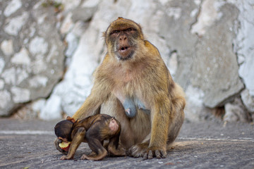 Gibraltar Affen Mutter Makaken Junges