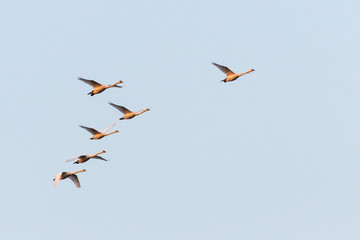 Group of swans flying with light blue sky as background
