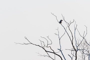 Crow on a tree branch with light sky as background