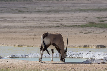 Oryx Antilope in Namibia Etosha Pfanne