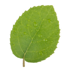 fresh green leaf of kiwi isolated on white background