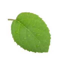 fresh green leaf of kiwi isolated on white background