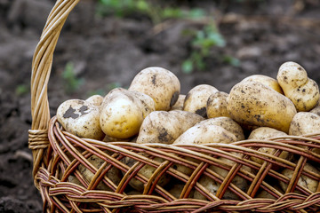 Wicker basket with potatoes closeup in the garden. Harvesting potatoes_