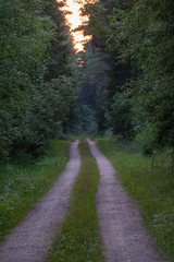 Small road in the dark forest