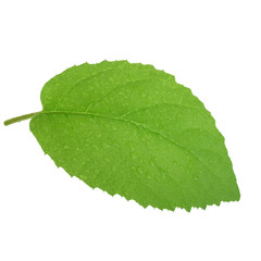 fresh green leaf of kiwi isolated on white background