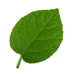fresh green leaf of kiwi isolated on white background