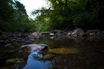 stream in the forest