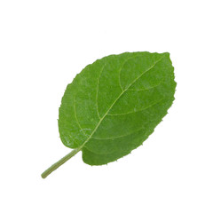 Obraz premium fresh green leaf of kiwi isolated on white background