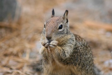 Naklejka na ściany i meble Squirrel in Morro Bay eating a hazelnut and looking at the camera