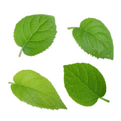 set of fresh kiwi leaves isolated on white background