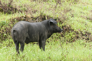 Iberian black pig