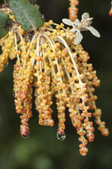 Oak inflorescence, brown as filaments