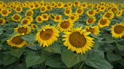  field of blooming sunflower