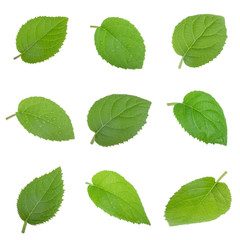 set of fresh kiwi leaves isolated on white background