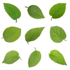 set of fresh kiwi leaves isolated on white background