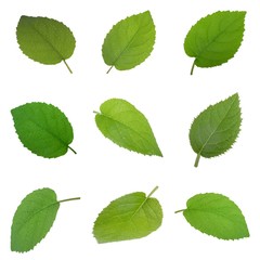 set of fresh kiwi leaves isolated on white background