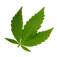 Obraz premium cannabis isolated on white background