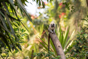 Cotton top tamarin on a tree in a zoo. 
