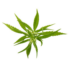 cannabis isolated on white background