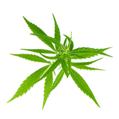 cannabis leaves isolated on white background