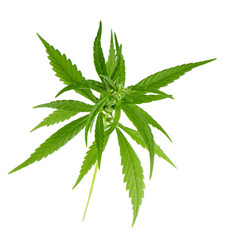 heap of cannabis leaves isolated on white background