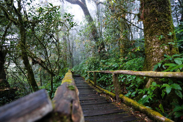 walking in the forest