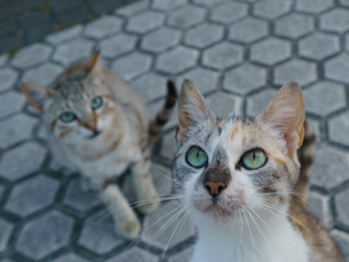 Two homeless cats beg for food on the city street.