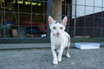 Alone homeless spotted a little sick cat standing on the city street.