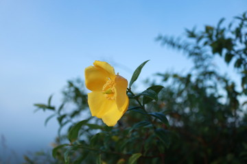 yellow flowers on background of blue sky