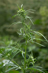 Cannabis plant in the wild during the growing season. Soft light.