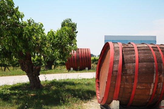 Vineyard