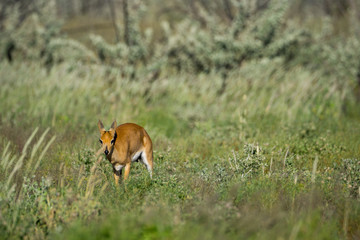 Steinböckchen in der Etosha Pfanne Namibia