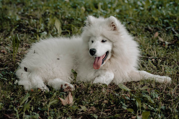 portrait of a Samoyed