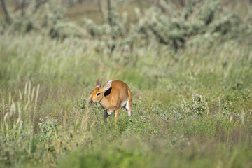 Steinböckchen in der Etosha Pfanne Namibia