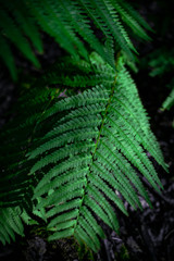 farn in the forest in taunus