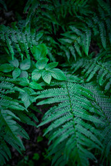 Plants green in the forest