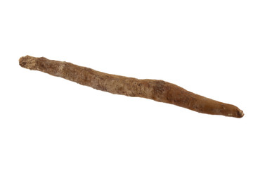 fresh single fingeroot isolated on white background