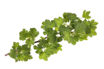branch of gooseberries with green leaves isolated on white background