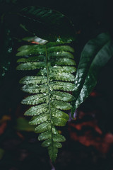 Leaf in the jungle of langkawi in malaysia with raindrops