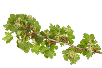 Fototapeta premium branch of gooseberries with green leaves isolated on white background