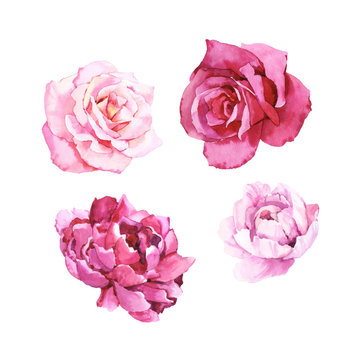 Watercolour hand painted botanical gentle peony and rose flowers illustration set isolated on white background