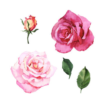 Watercolour hand painted botanical gentle roses flowers illustration set isolated on white background