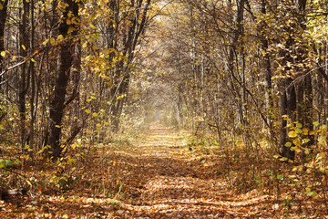 Obraz premium Romantic way in autumn forest with morning sunbeams