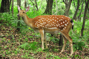 Sika deer in a forest