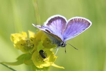 Small beautiful butterfly sits on a flower.
