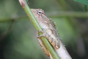 Lizard on Leaf