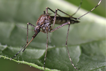 Mosquito resting on the grass. Male and female mosquitoes feed on nectar and plant juices, but many species of mosquitoes can suck the blood of animals.