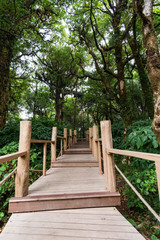 Fototapeta na wymiar Wood bridge in forest, nature trail tree nature, Doi Inthanon, Chiang Mai, Thailand.