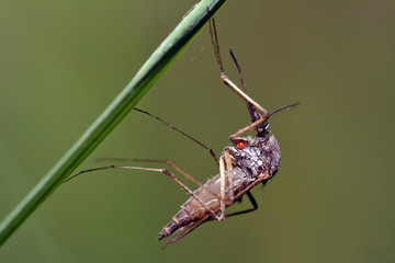 Mosquito resting on the grass. Male and female mosquitoes feed on nectar and plant juices, but many species of mosquitoes can suck the blood of animals.